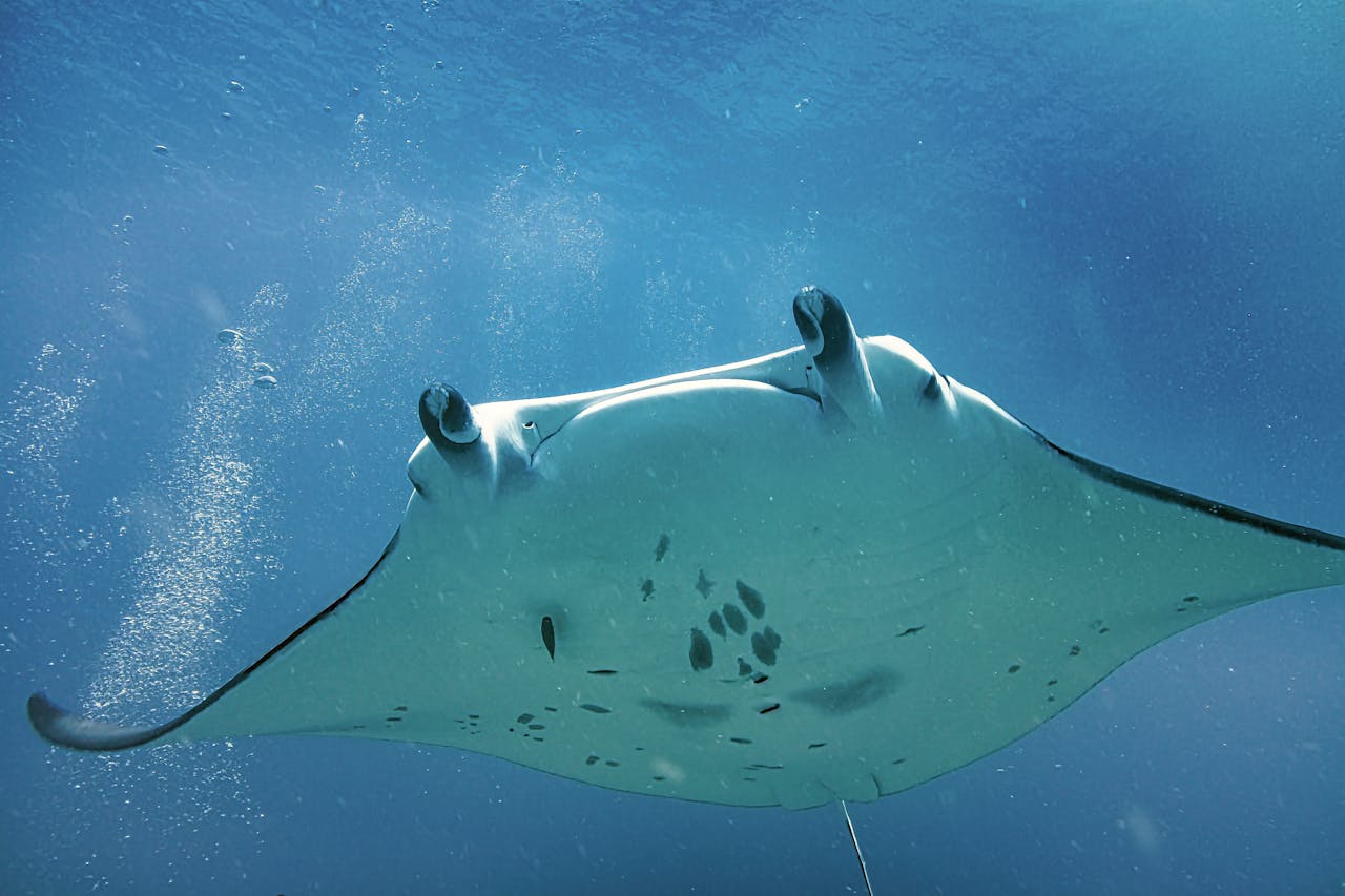 Manta Point Nusa Penida: Diving with Majestic Manta Rays